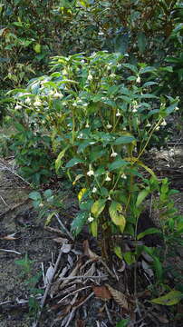 Image of Hoffmannsegg's wild coffee