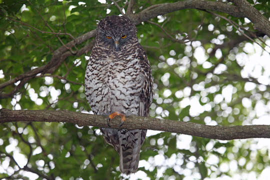 Image of Ninox Hodgson 1837