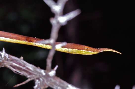 Image of Southern Leafnose Snake