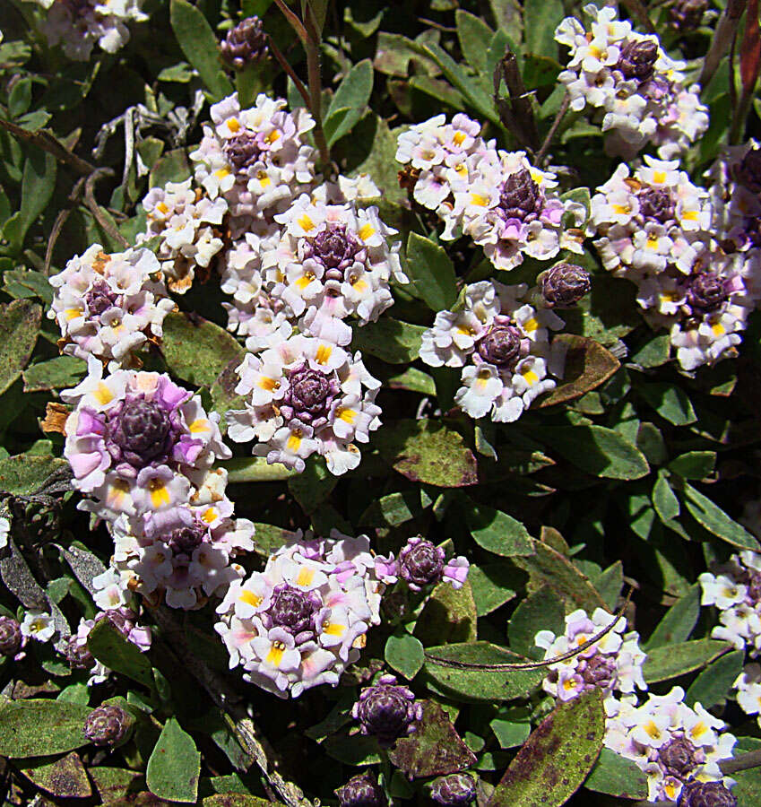 Sivun Phyla nodiflora var. minor (Gillies & Hook.) N. O'Leary & Múlgura kuva