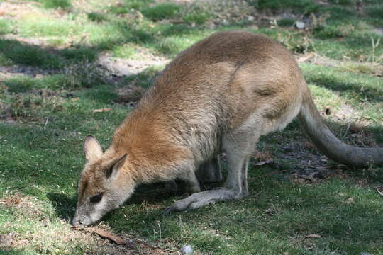 Image of wallaby