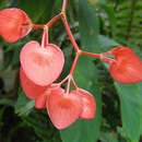 Image of Begonia peltata Otto & A. Dietr.