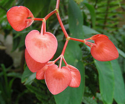 Image of Begonia peltata Otto & A. Dietr.