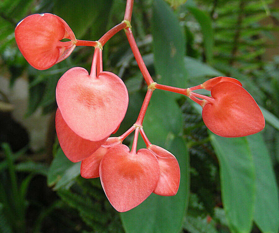 Слика од Begonia peltata Otto & A. Dietr.