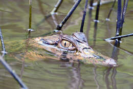 Image of Caimans