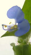 Image de Commelina