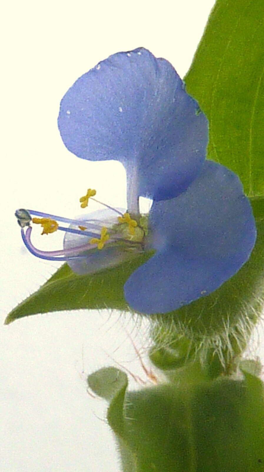 Image of dayflower