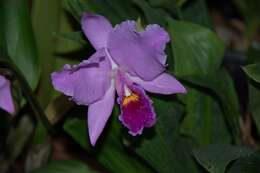 Image de Orchidaceae