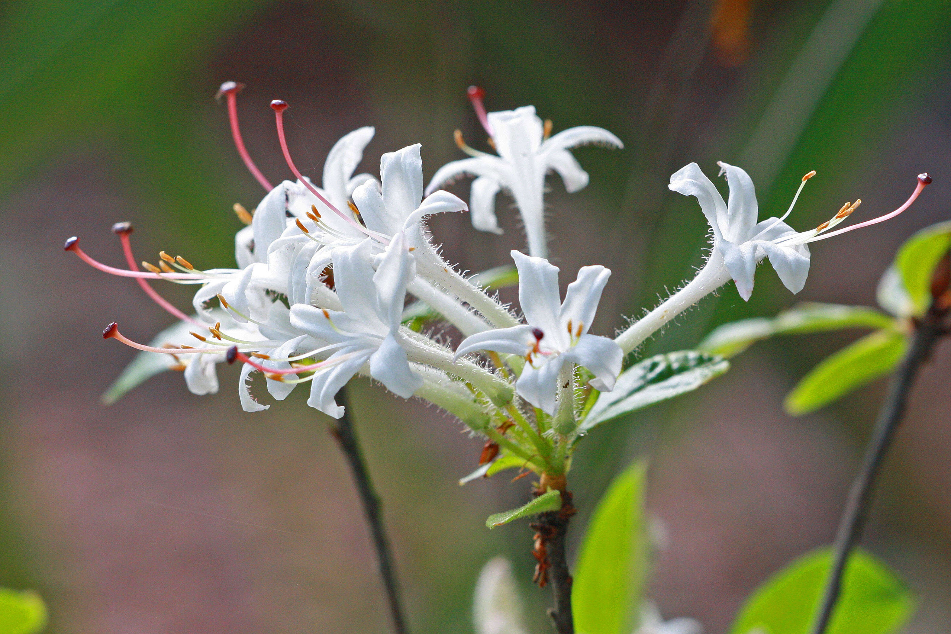 صورة Rhododendron viscosum (L.) Torr.