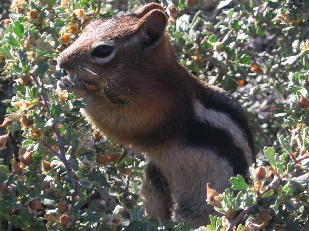 Image of Callospermophilus Merriam 1897