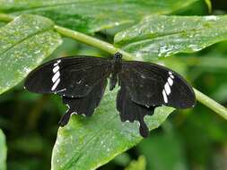 Image of Papilio nephelus Boisduval 1836