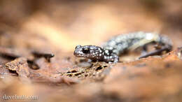 Image of Woodland salamander