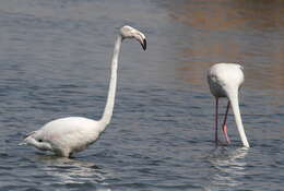 Imagem de Phoenicopterus Linnaeus 1758