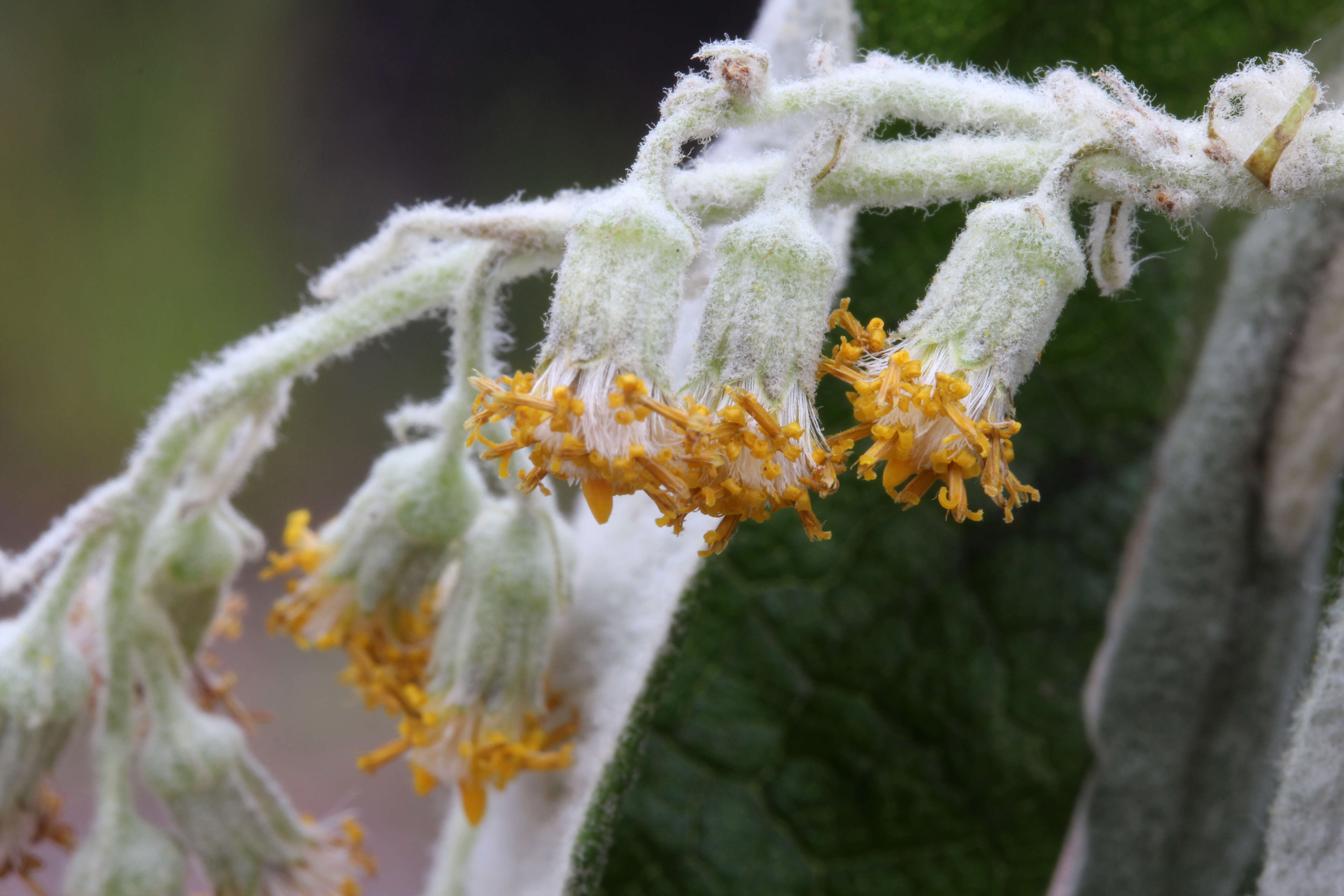 Image of Blanket Bush