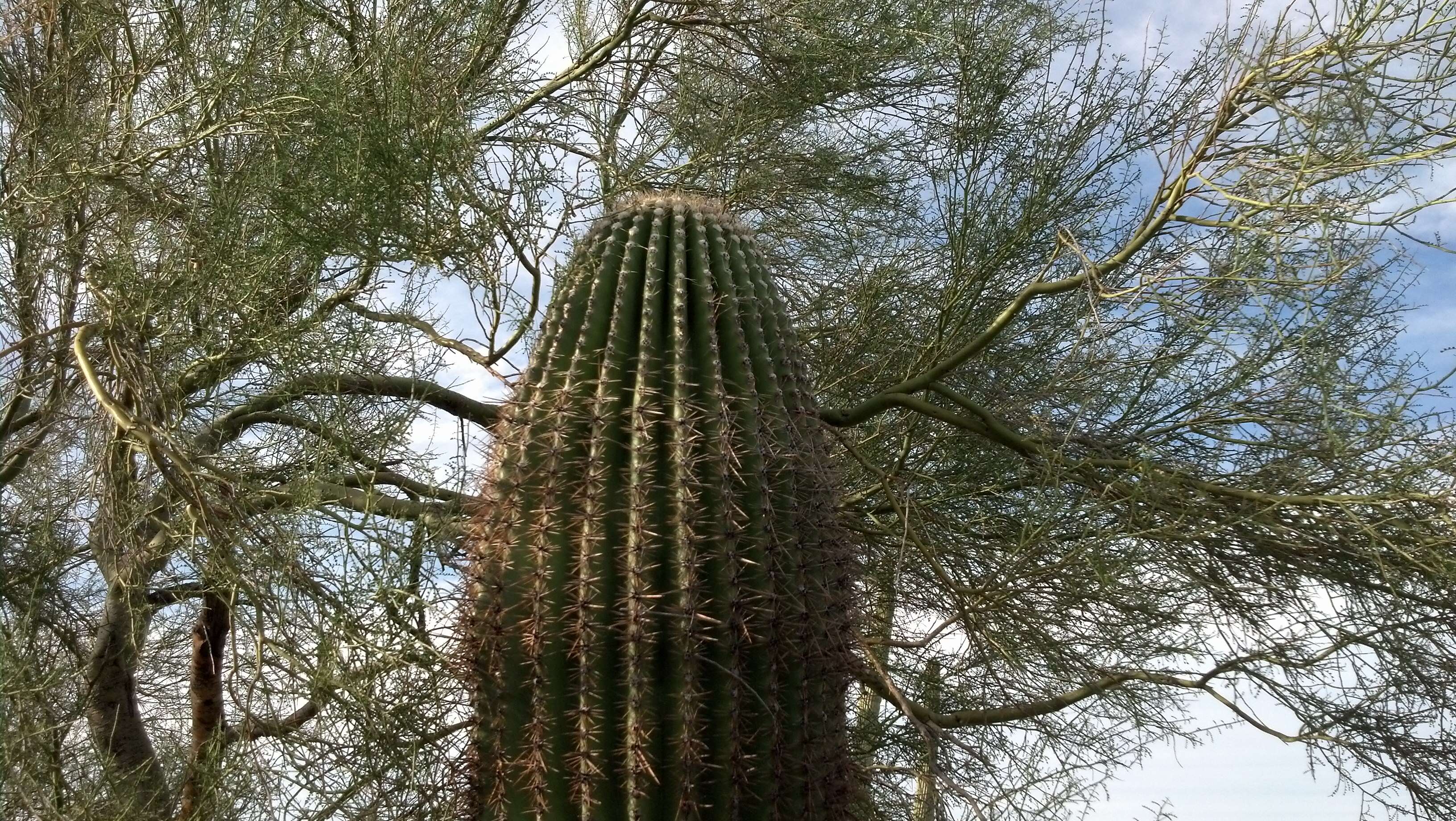 Image of saguaro