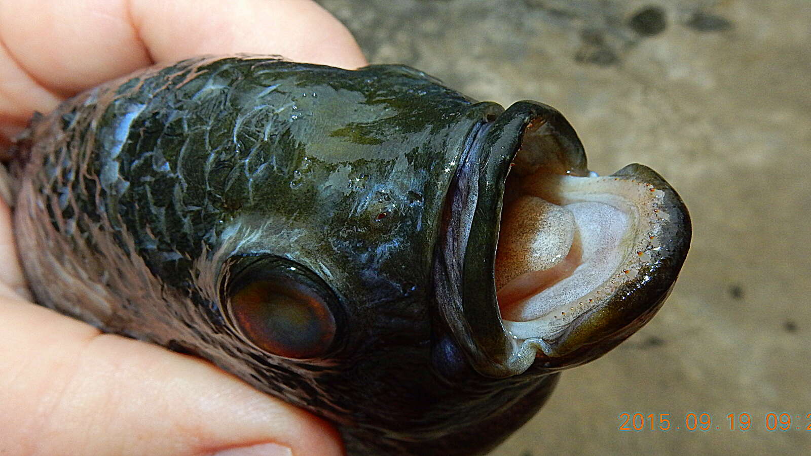 Image of Astronotus crassipinnis (Heckel 1840)