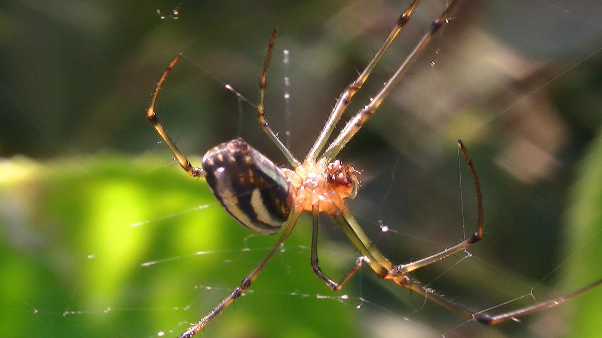 Image of Leucauge blauda