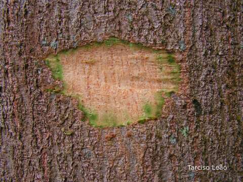 Imagem de Simarouba amara Aubl.