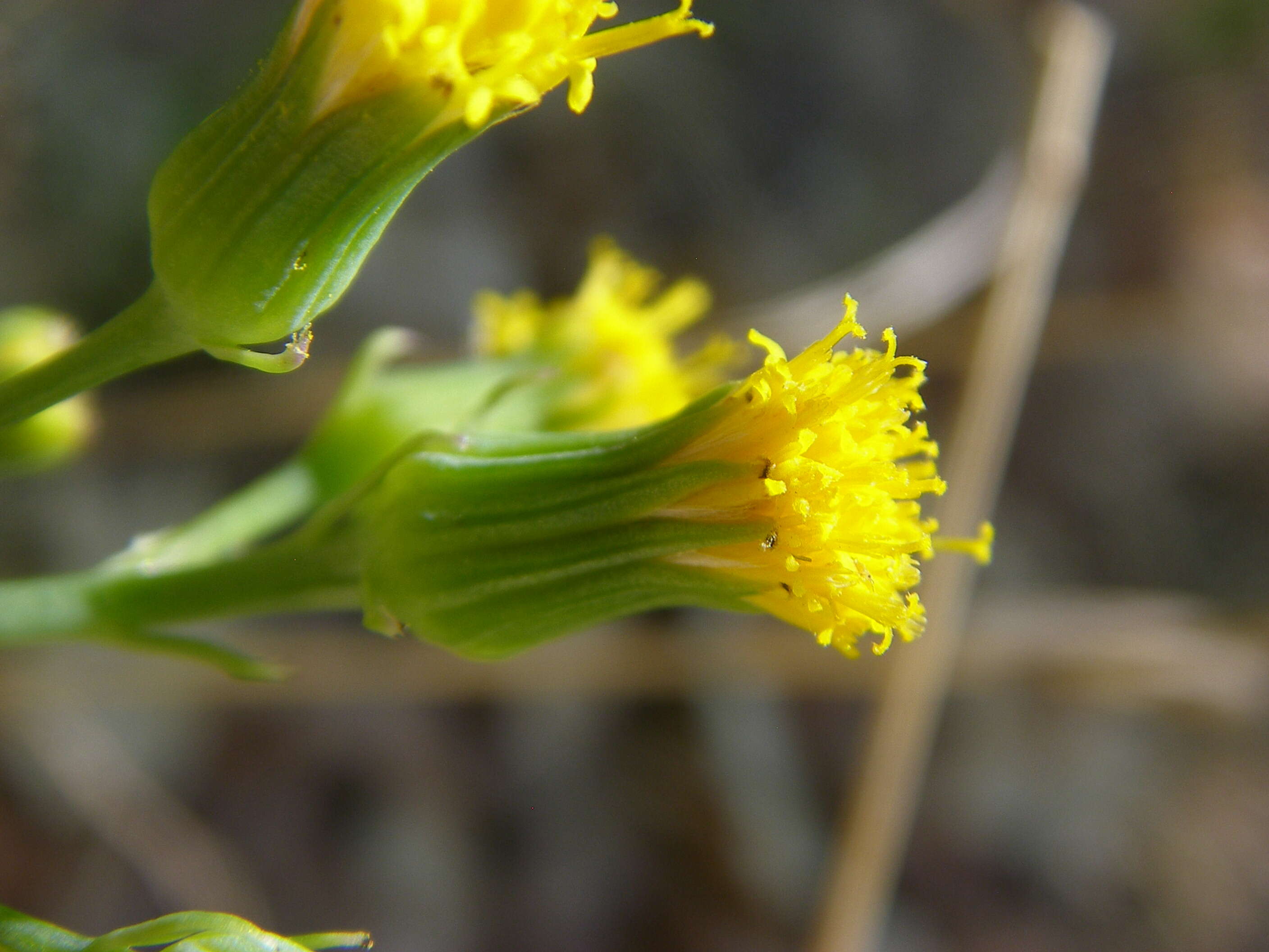 Image of nodding ragwort