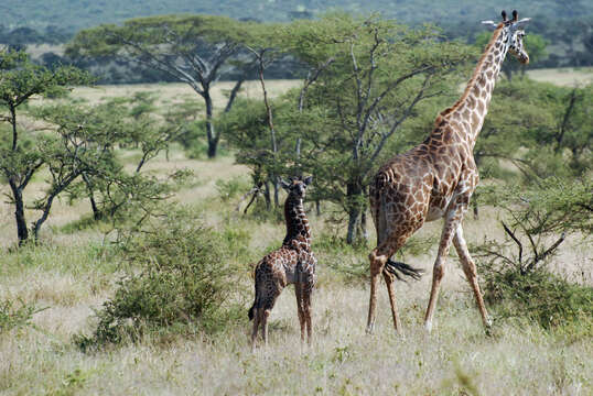 Plancia ëd Giraffa camelopardalis (Linnaeus 1758)