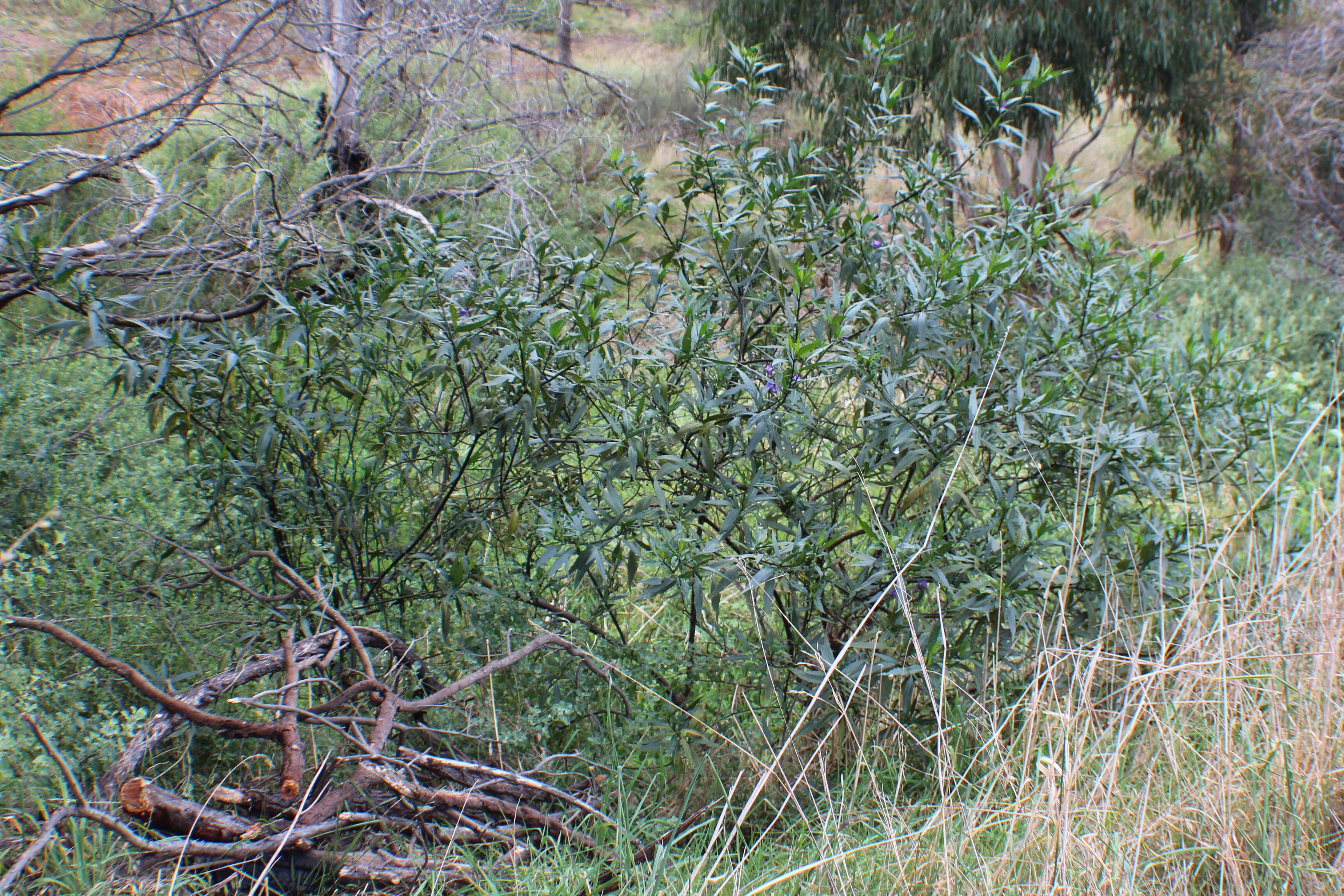 Image of Large Kangaroo Apple