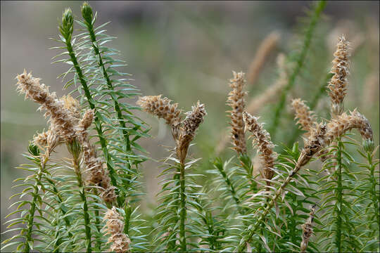 Image of interrupted clubmoss