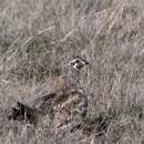 Image of Gunnison Grouse