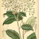 Imagem de Olearia macrodonta Baker