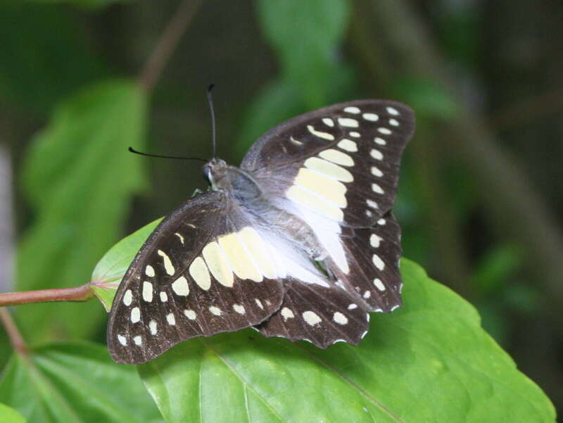 Graphium eurypylus (Linnaeus 1758) resmi