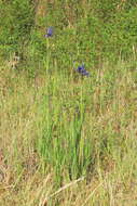 صورة Iris sibirica L.