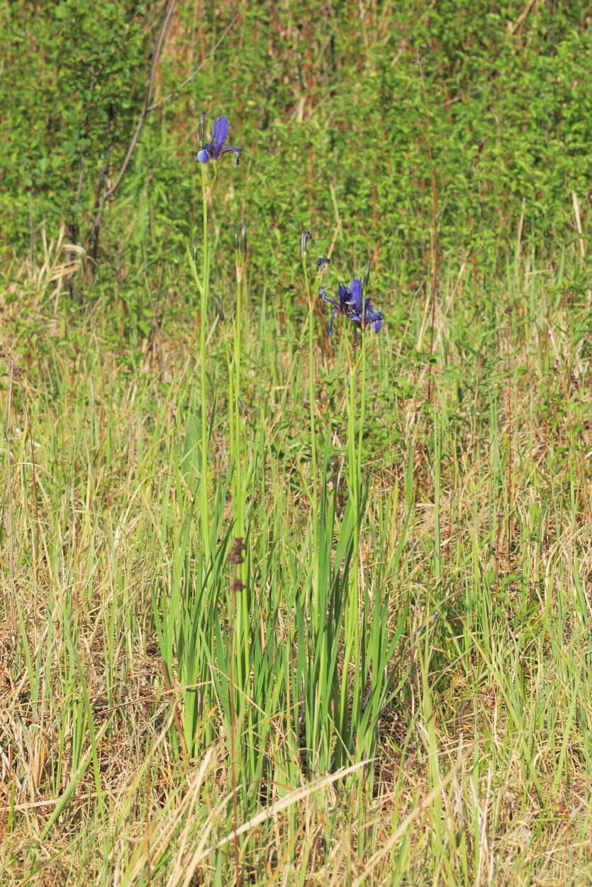 Image of German Iris