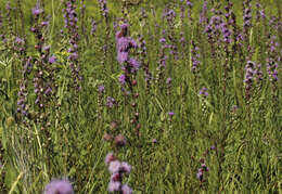 صورة Liatris aspera Michx.