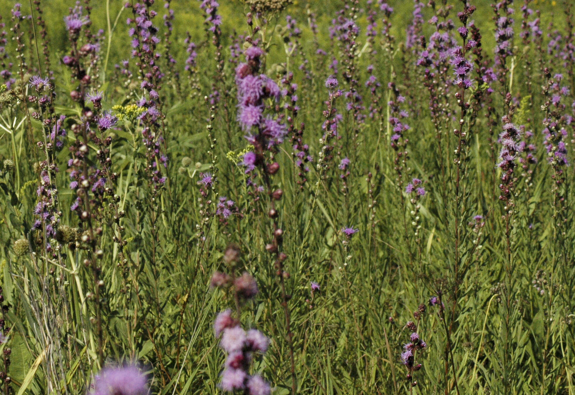 Imagem de Liatris aspera Michx.