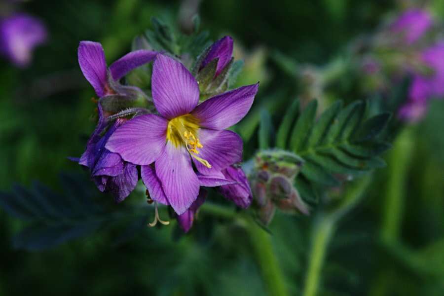 Image of towering Jacob's-ladder