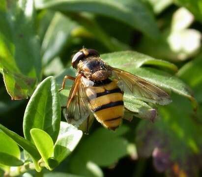 Image of lesser hornet hoverfly