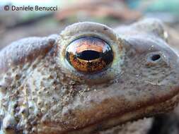 Image of Nile Valley Toad