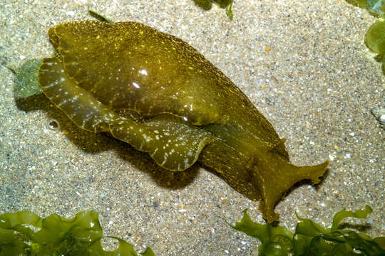 Image of sea hare