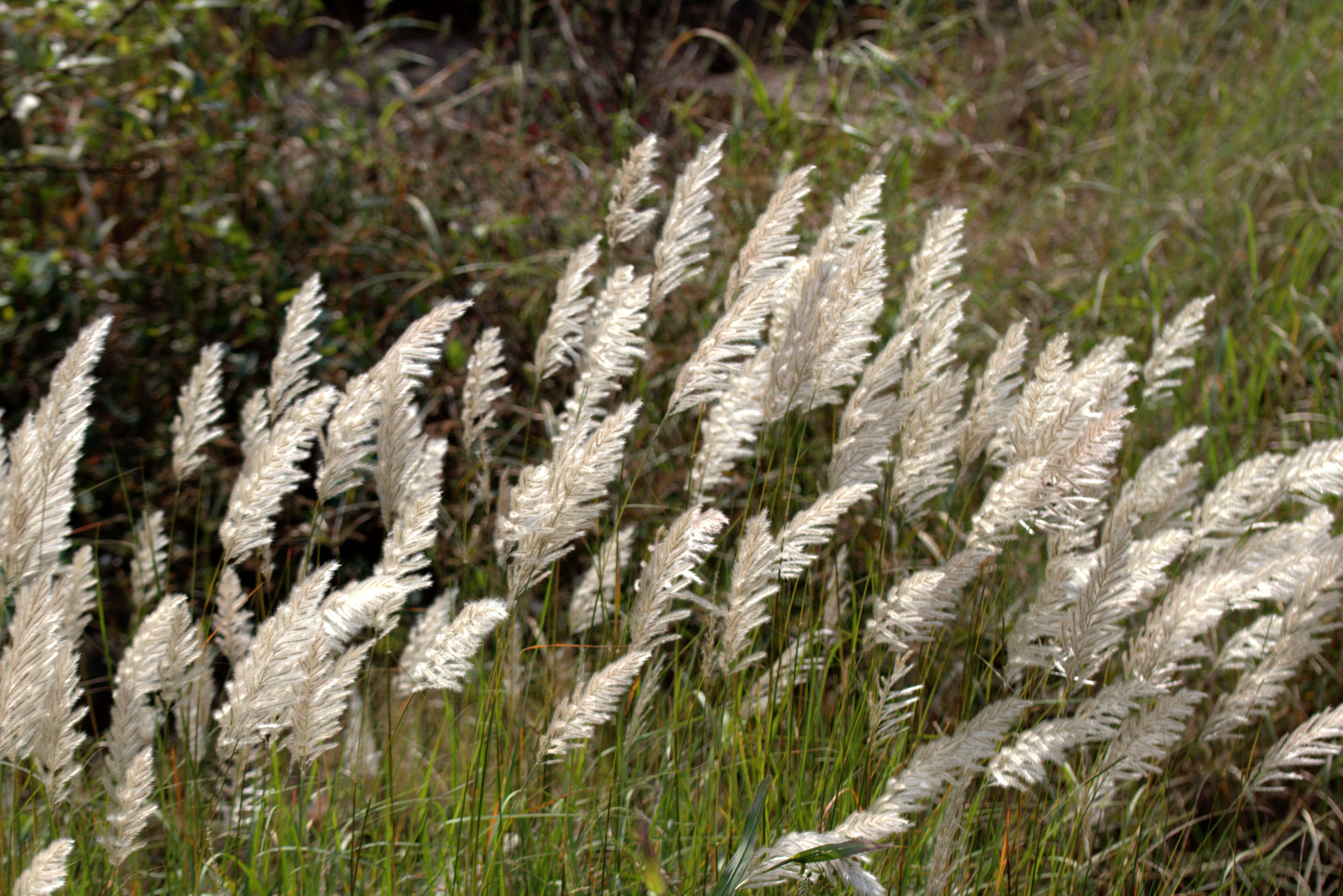 Image of Saccharum sponataneum