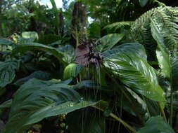 صورة زهور الخفاش