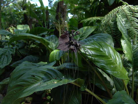 Image of tacca