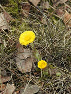 Image of coltsfoot