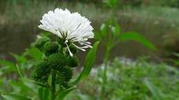 Plancia ëd Gymnocoronis