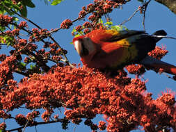 Image of Scarlet Macaw