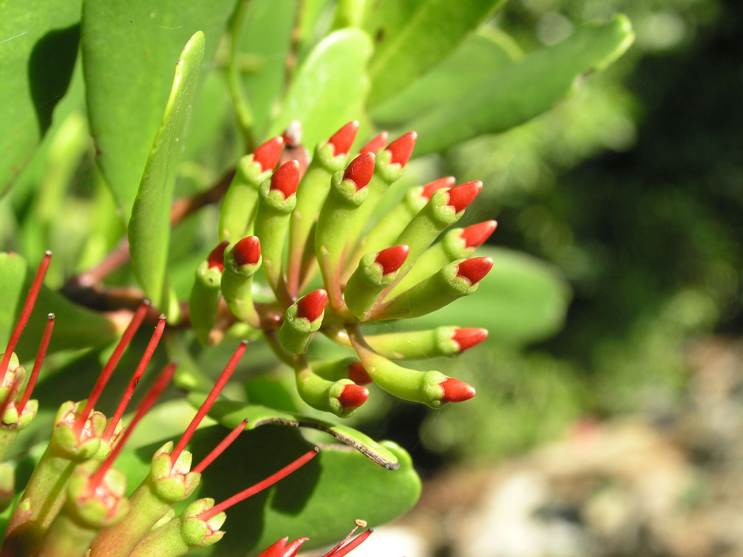 Image of black mangrove