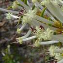 Image of Styphelia tenuiflora Benth.