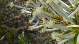 Image of Styphelia tenuiflora Benth.