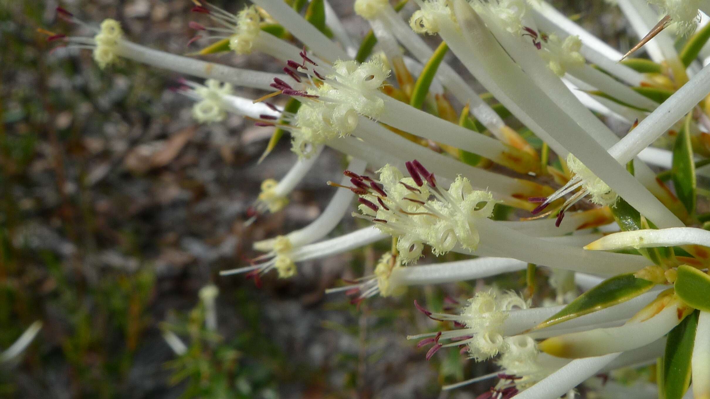 Image de Styphelia tenuiflora Benth.