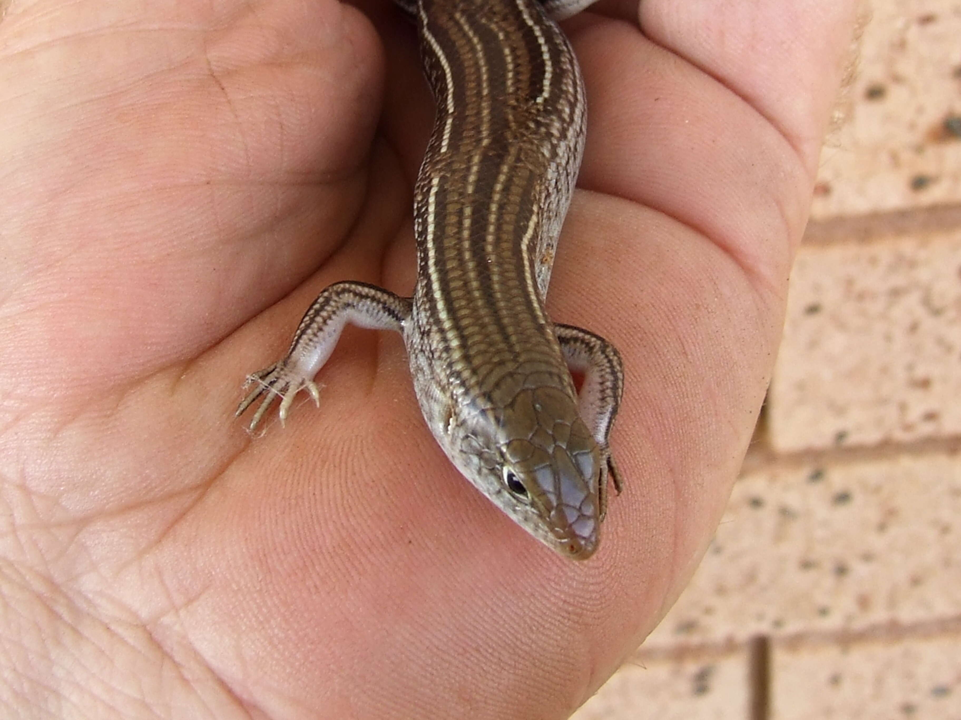 Image of Ctenotus Storr 1964