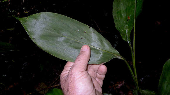 Image of stalkgrass