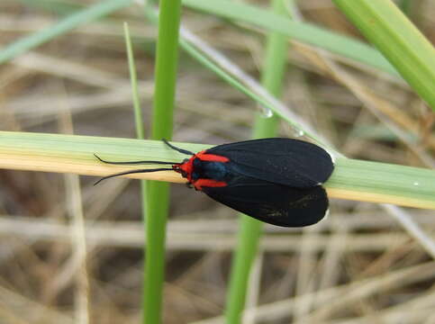 Image de Ctenucha multifaria Walker 1854